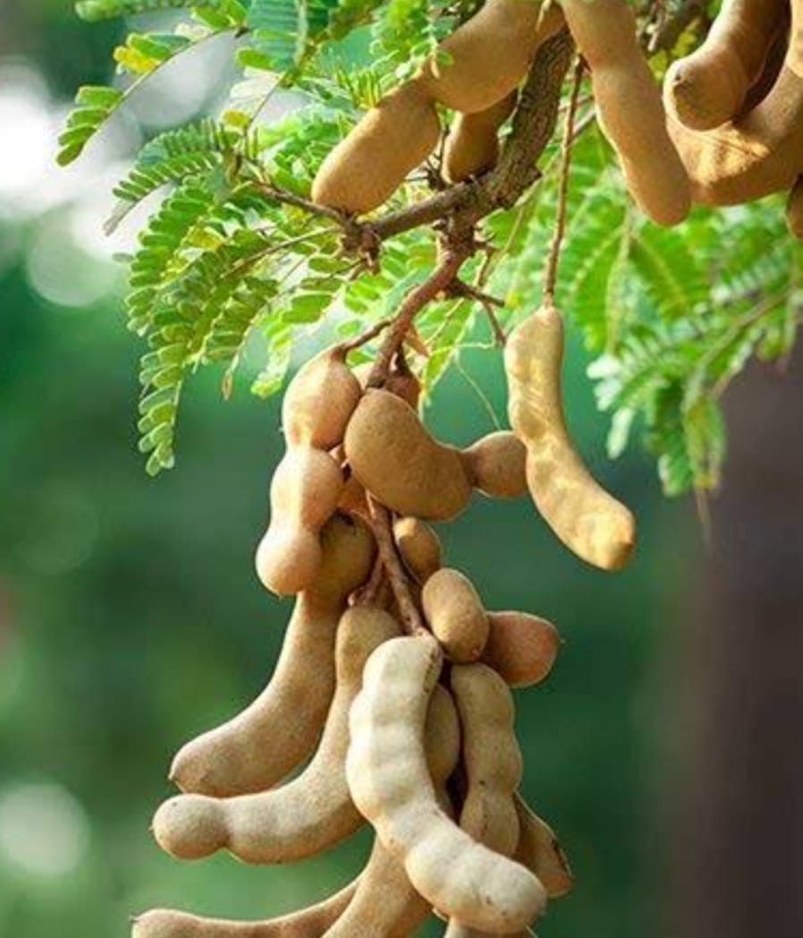 Organic Tamarind (Imli)